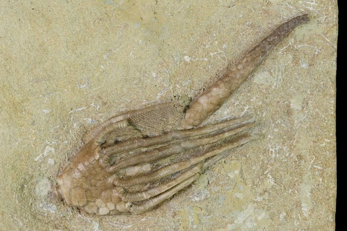 Fossil Crinoid (Macrocrinus) - Crawfordsville, Indiana #150426